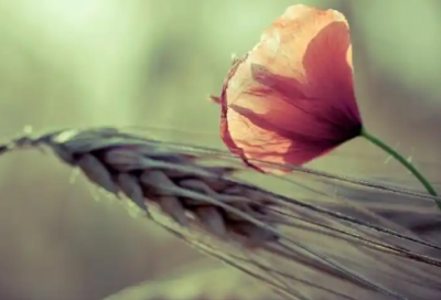 ​幼儿园园长毕业寄语简短