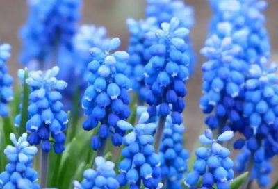 ​竞选演讲稿 范文