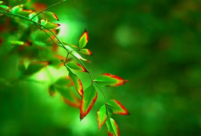 ​无人机专业英语求职信格式