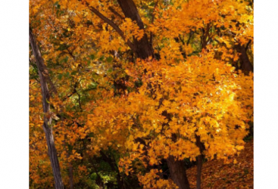 ​吴姓女孩起名100分