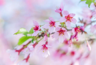 ​草业专业求职信