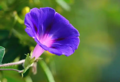 ​医药费报销申请书范文