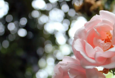 ​农学专业求职信