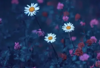 ​台湾企业演讲稿范文