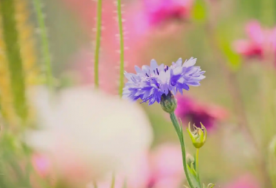 ​基调专业求职信