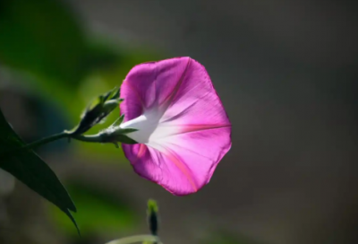 ​学生入党申请书范文