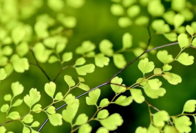 ​民族变更申请书范文