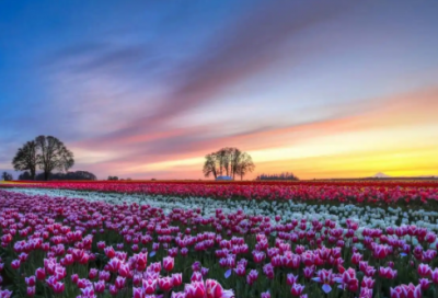 ​社会救助申请书范文