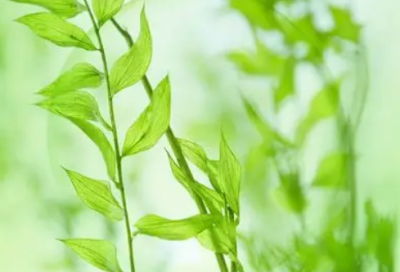 ​交通补贴申请书范文