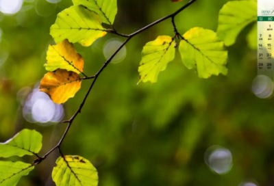 ​嫉妒的拼音27句精选