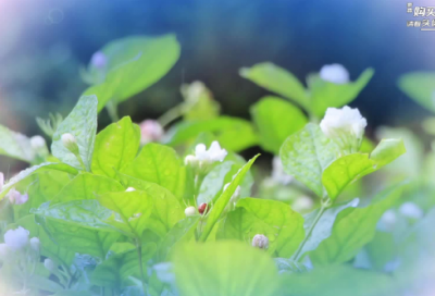 ​经典答辩演讲稿范文