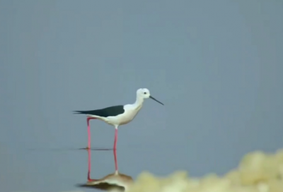 ​幼师专业英语求职信怎么写