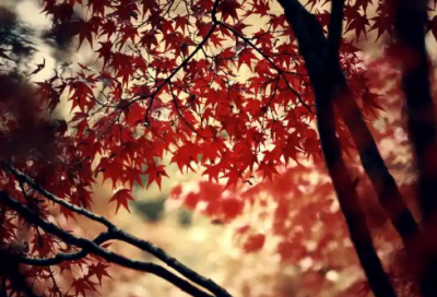 ​推广产品精选178句