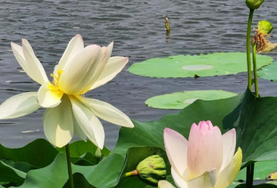 ​关于礼貌的事例