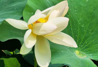 ​给妈妈的话语