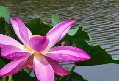 ​度网上祭英烈献花留言80句