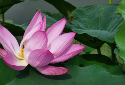 ​网上祭英烈简短留言