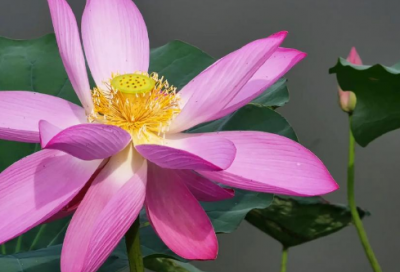 ​鲁滨逊漂流记佳句欣赏