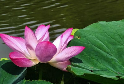 ​300字日记寒假日记