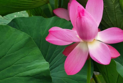 ​端午节简短问候语100句