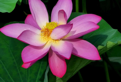 ​鲁滨孙漂流记读后感50字