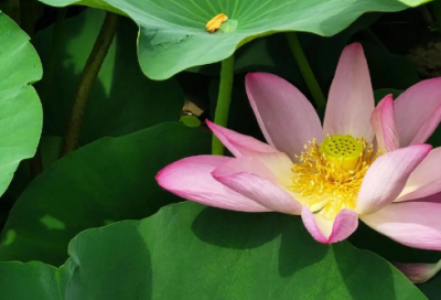 ​qq自动回复超甜语句