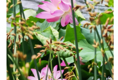 ​200字小学日记