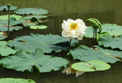 ​六一儿童节家长寄语119句