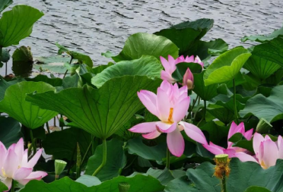 ​我闻琵琶已叹息192句