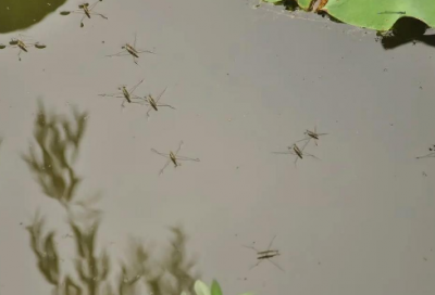 ​七夕送女朋友贺卡简短情话