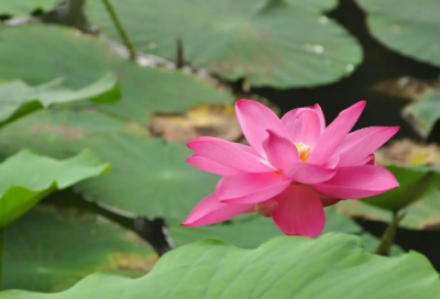 ​佳句摘抄大全15字左右