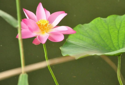 ​幼儿升小学寄语