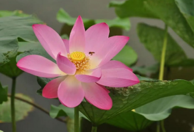 ​治家格言全文228句