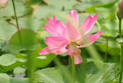 ​四大名著佳句摘抄