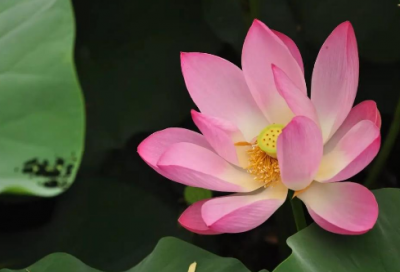 ​珍惜资源的资料大全