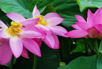 ​无问西东经典台词精选177句