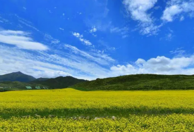 ​金线莲的功效与作用