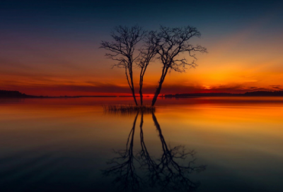 ​关于花的日记