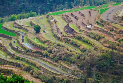 ​白檀仙人掌养殖方法与注意事项