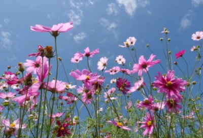 ​二年级语文期中试卷分析及改进措施