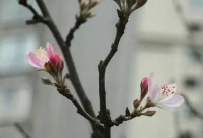 ​which引导定语从句