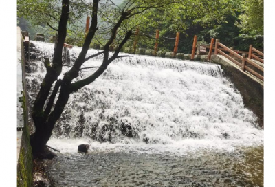 ​松针的功效与作用