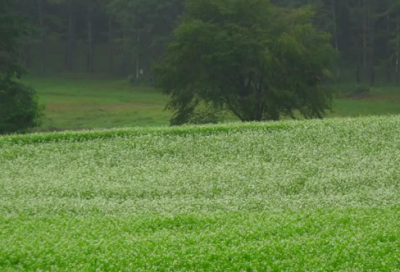 ​遮挡的近义词