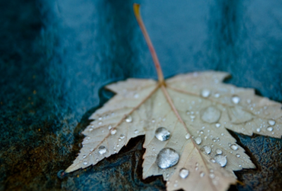 ​诚信的故事100字