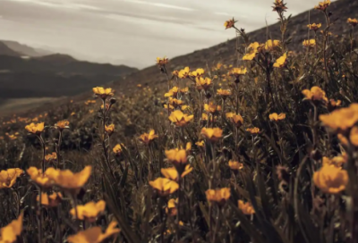 ​校级奖学金申请书范文