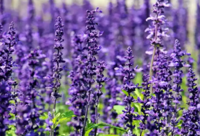 ​交通工程专业学生求职信