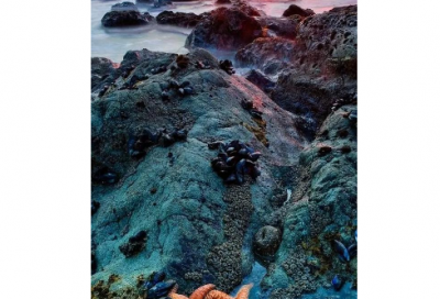 ​中英文在线翻译句子