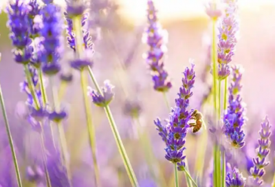 ​英语专业大四毕业生求职信