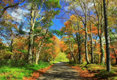 ​商场活动申请书范文