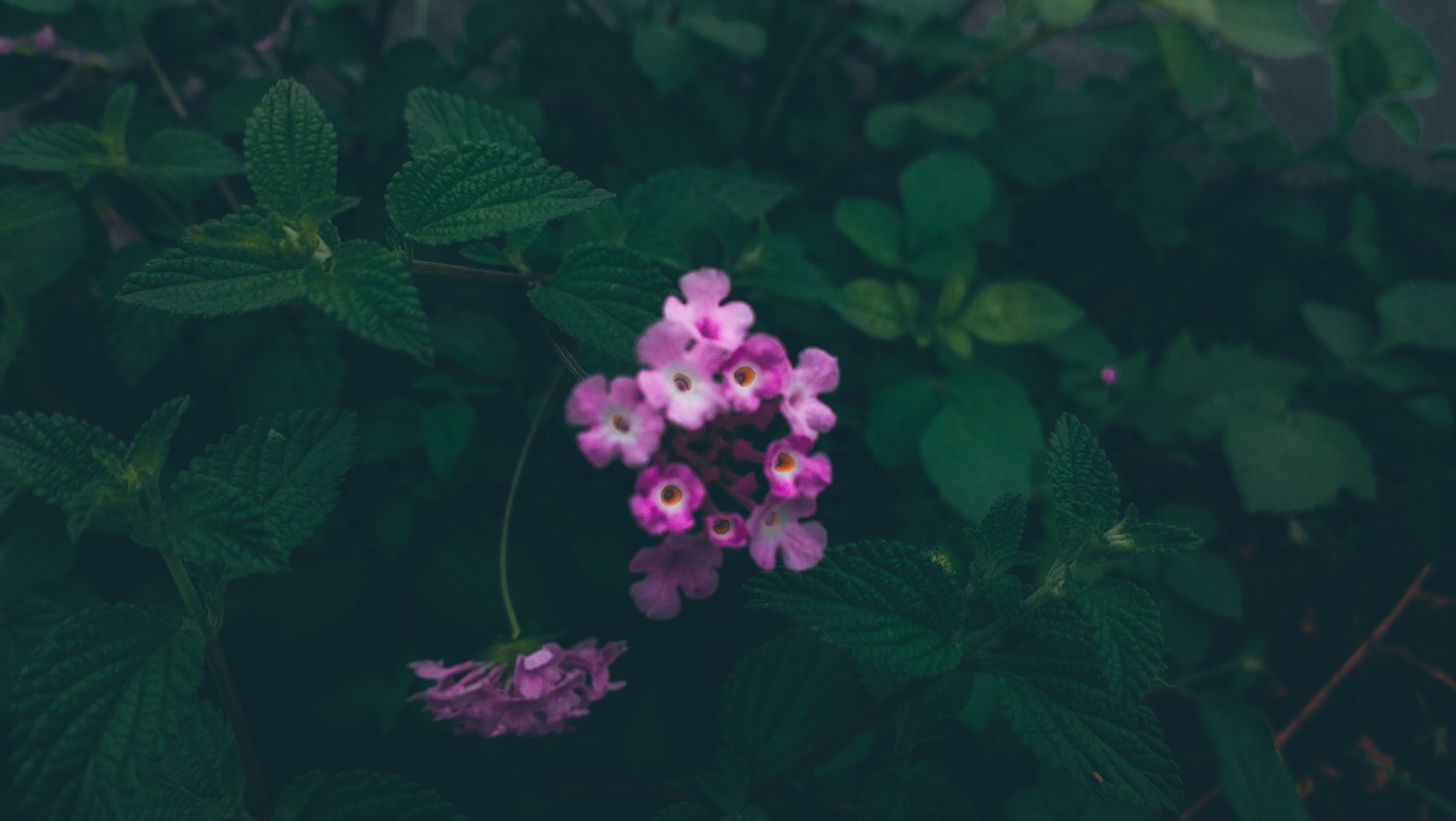 厦门天竺山森林公园